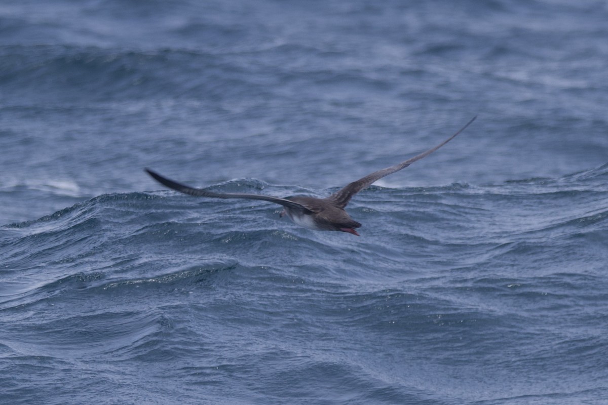 Pink-footed Shearwater - ML609847549