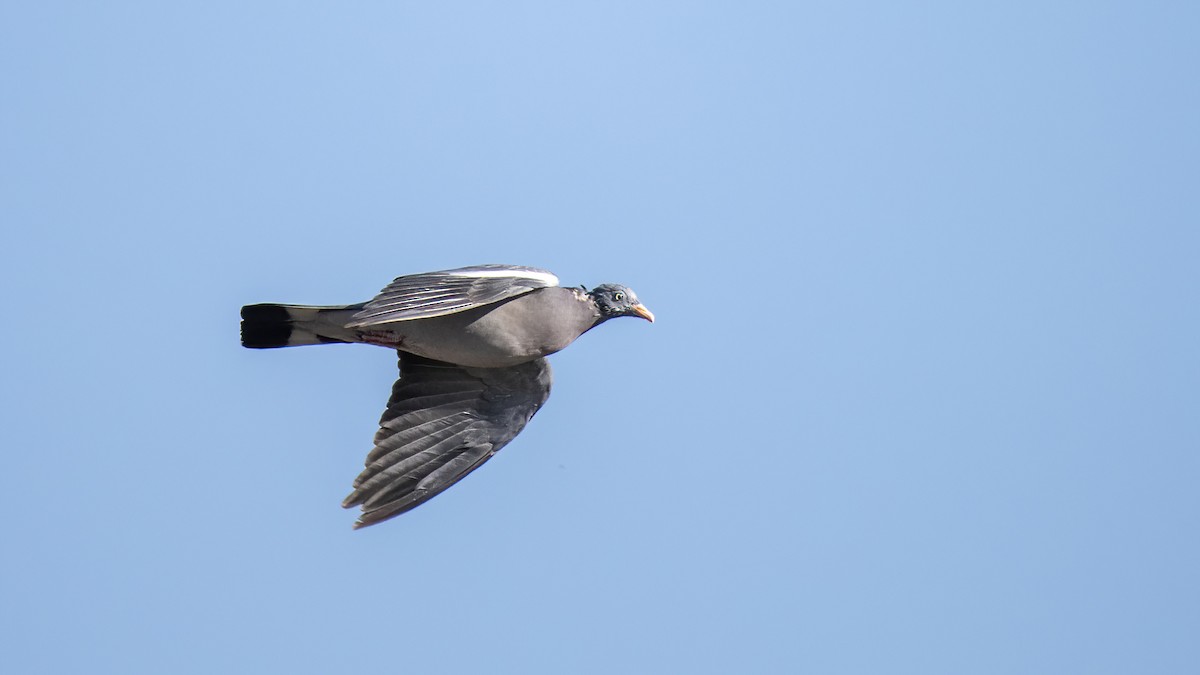 Common Wood-Pigeon - ML609847690