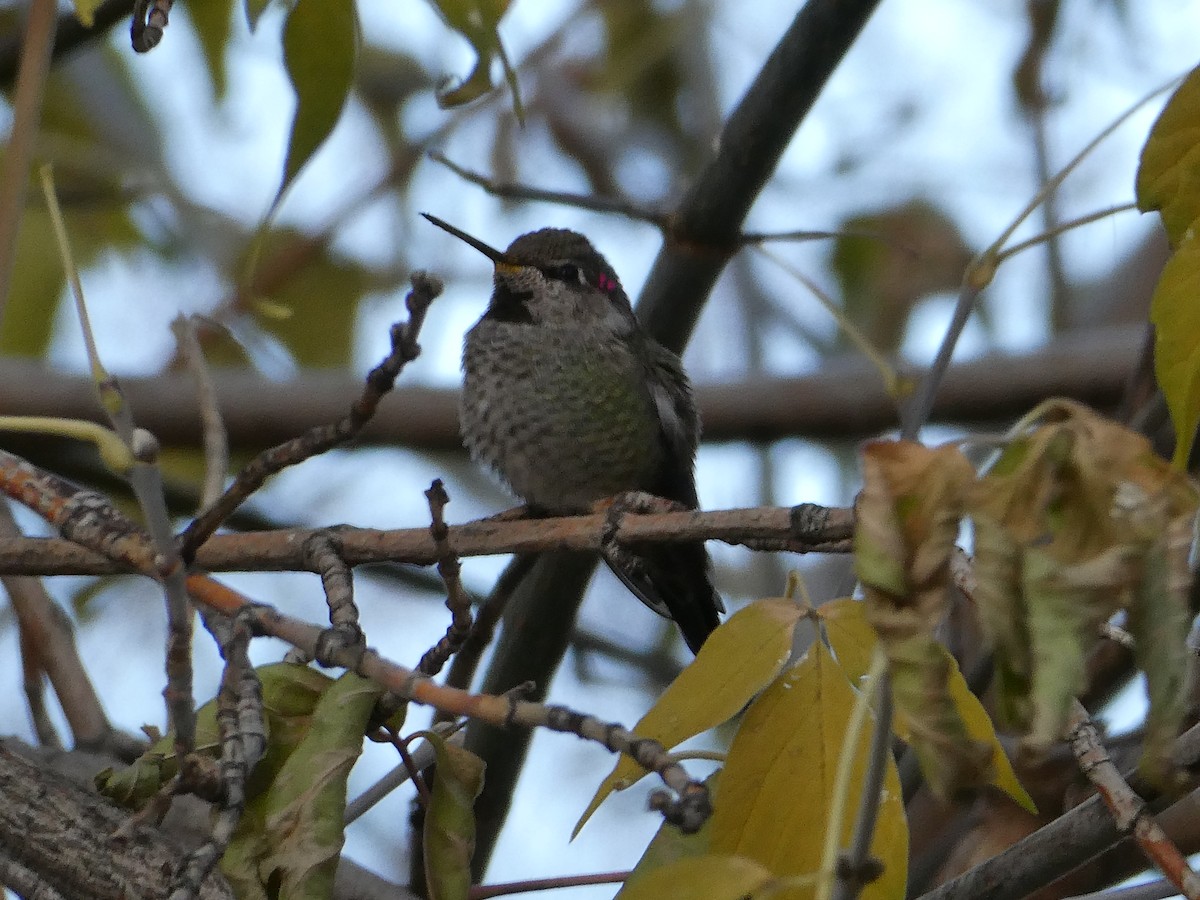 Anna's Hummingbird - ML609847770