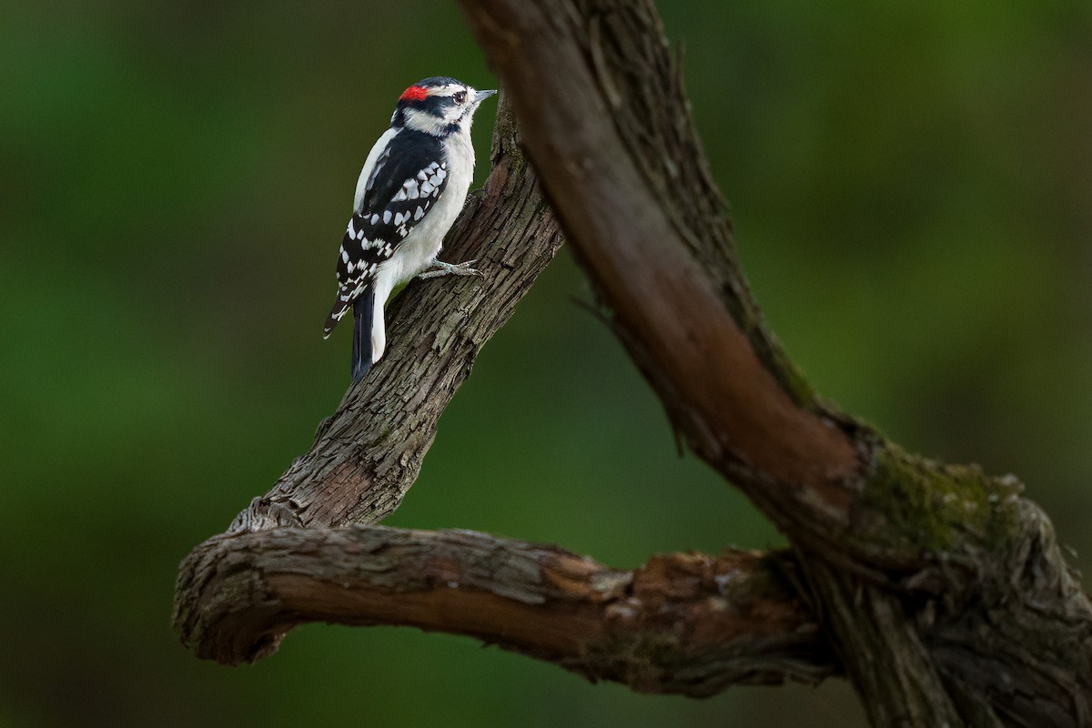 Downy Woodpecker - ML609847941
