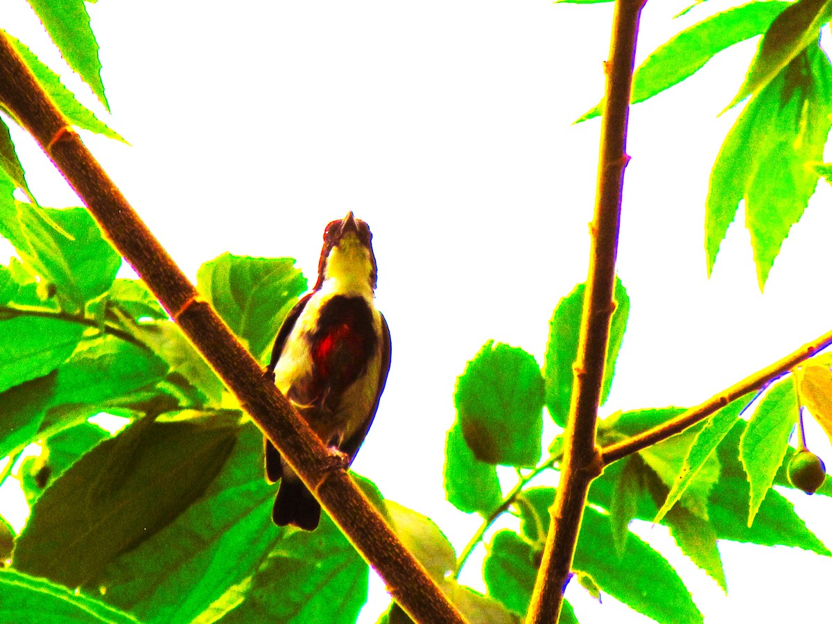 Black-belted Flowerpecker - ML609847949