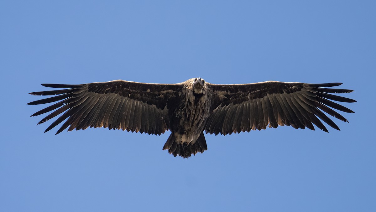 Cinereous Vulture - ML609847959