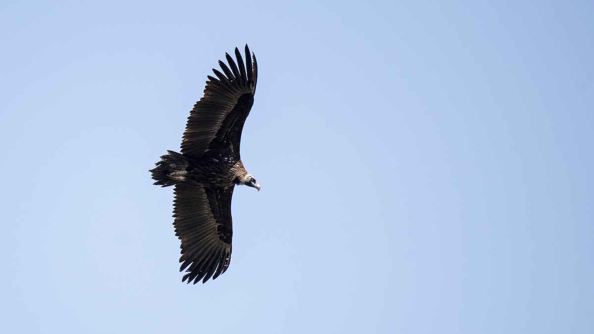 Cinereous Vulture - ML609847960