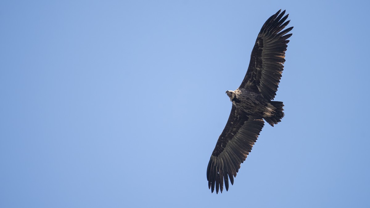Cinereous Vulture - ML609847961