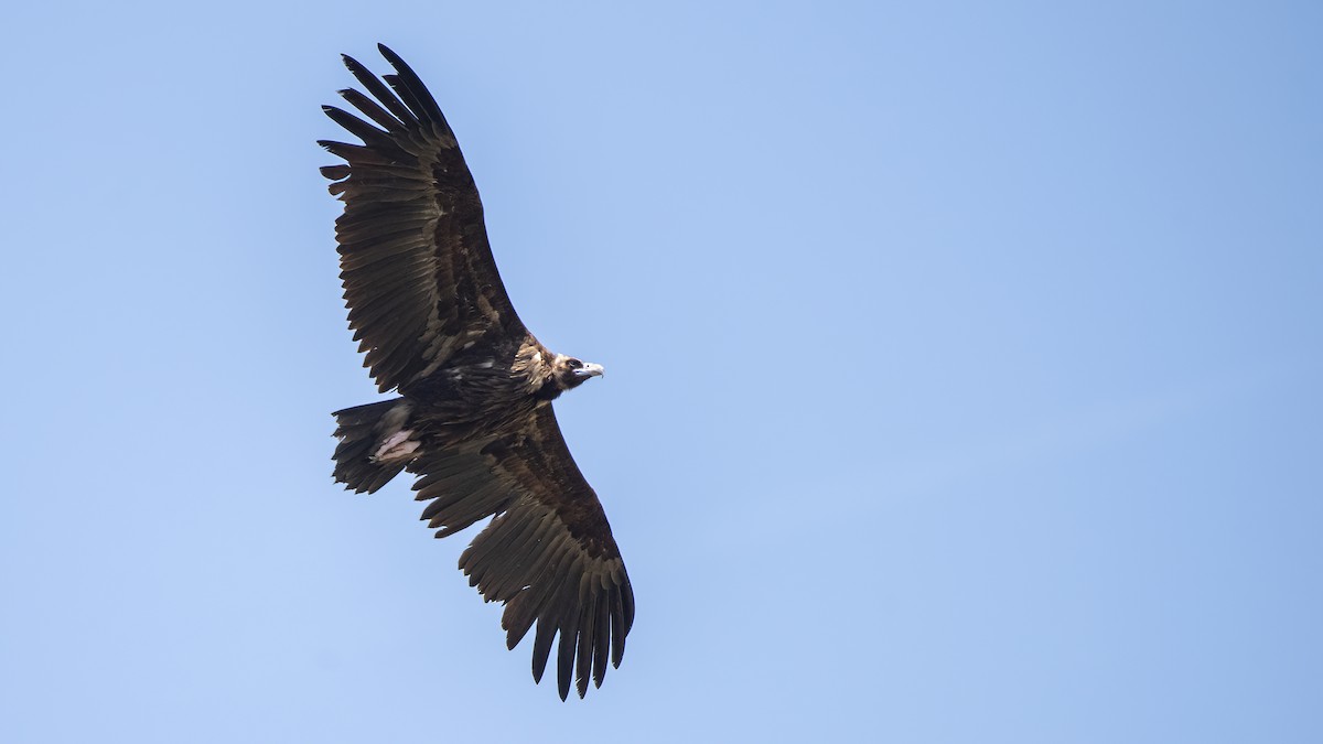 Cinereous Vulture - ML609847963