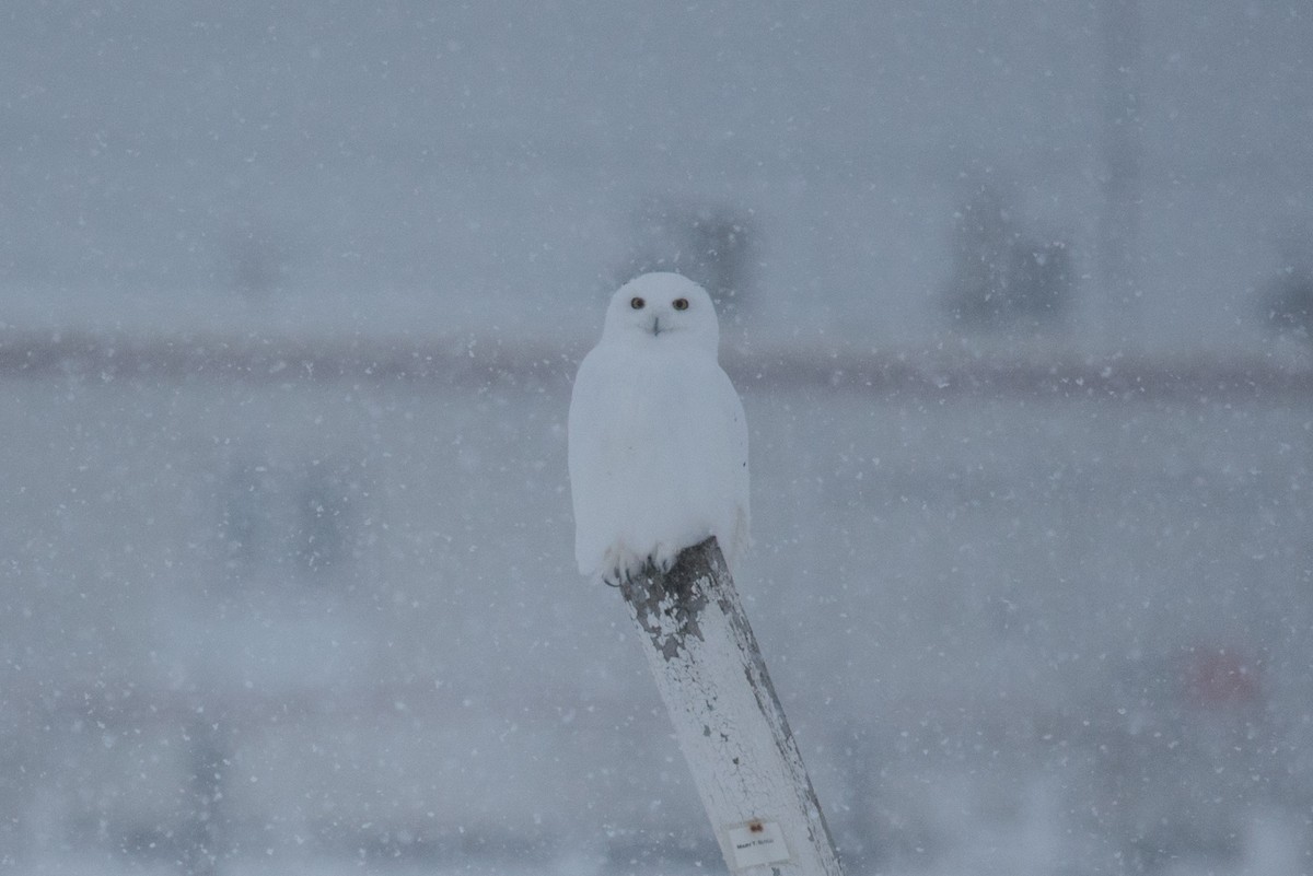 Snowy Owl - ML609847964