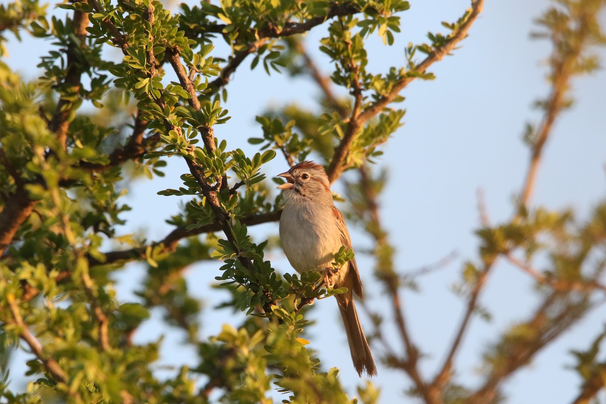 Rufous-winged Sparrow - ML609848274