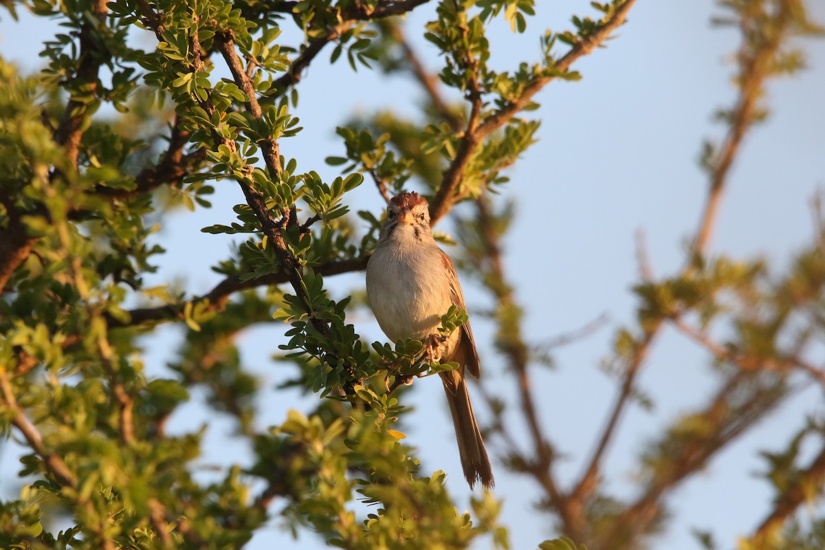 Rufous-winged Sparrow - ML609848275
