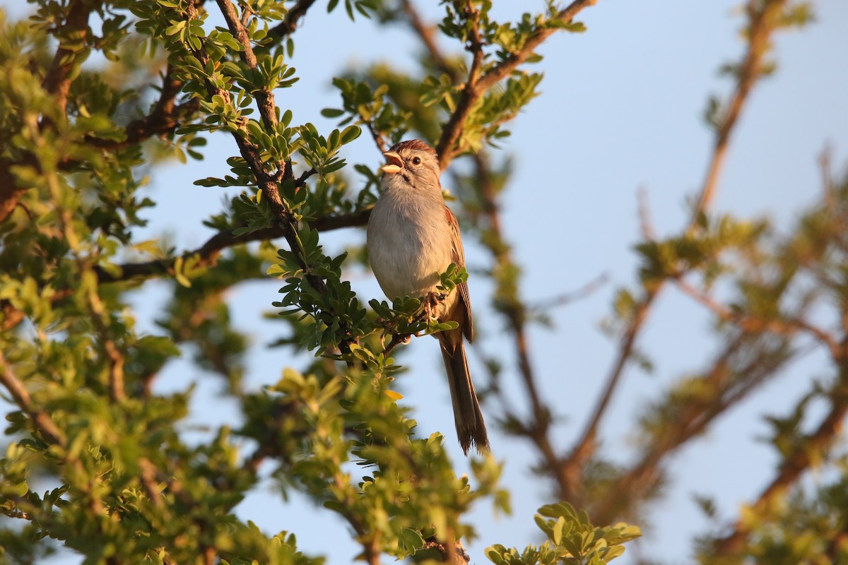 Rufous-winged Sparrow - ML609848278