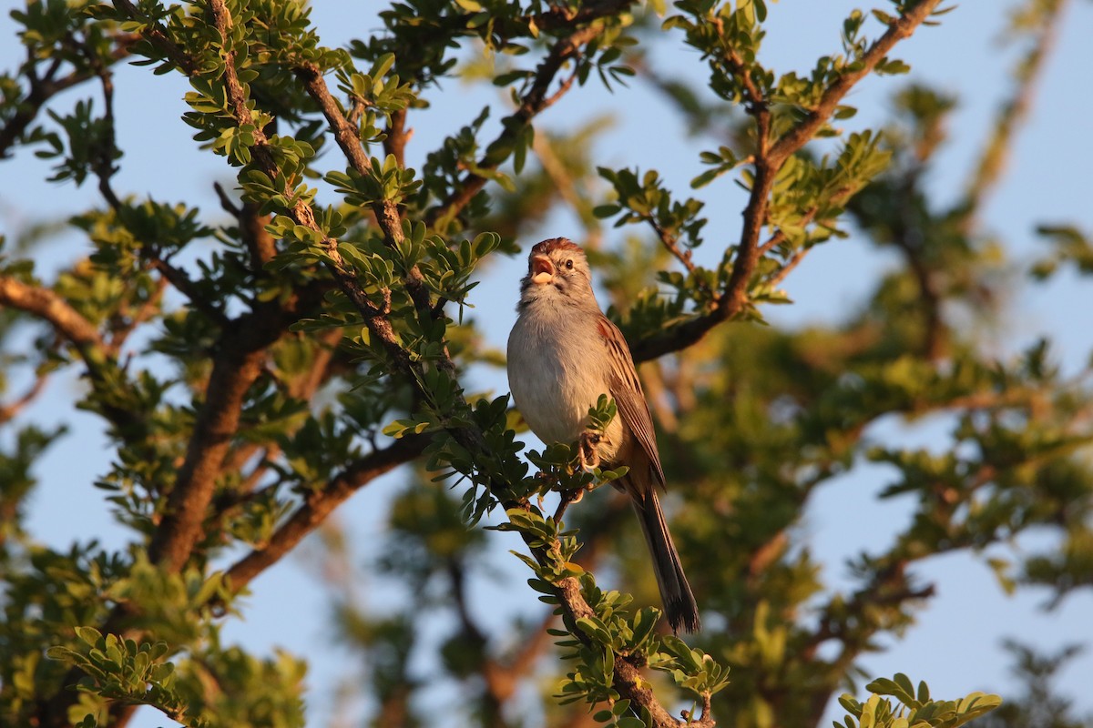 Rufous-winged Sparrow - ML609848282