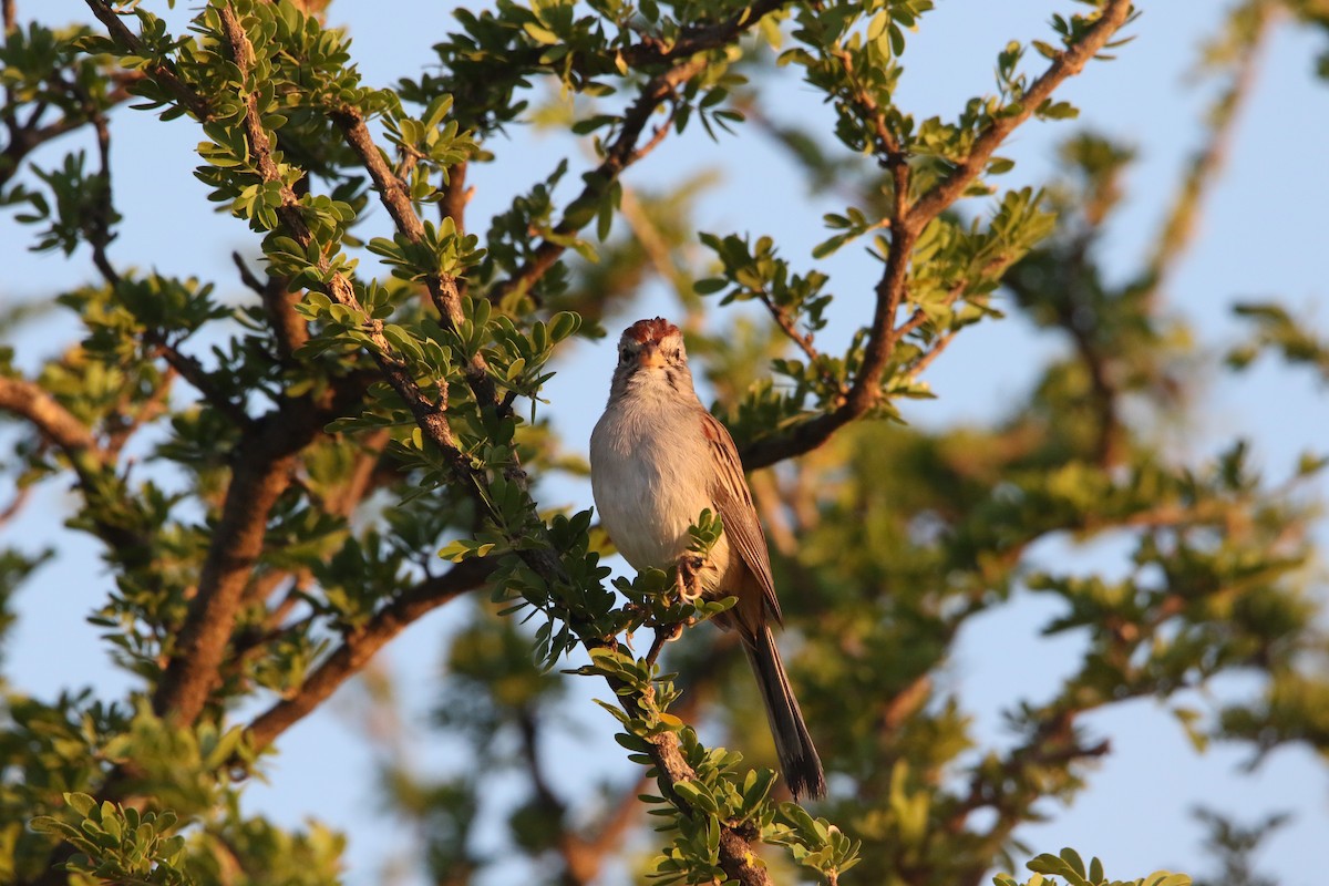 Rufous-winged Sparrow - ML609848283