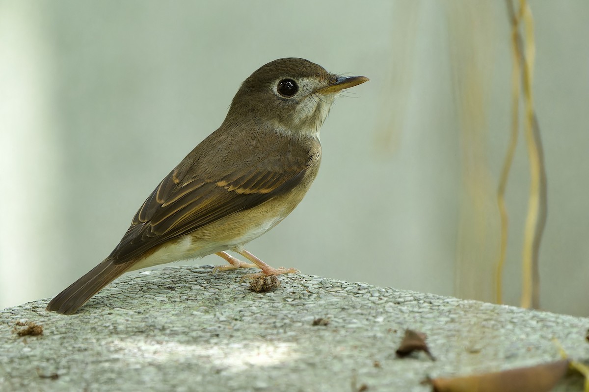 Brown-breasted Flycatcher - ML609848473