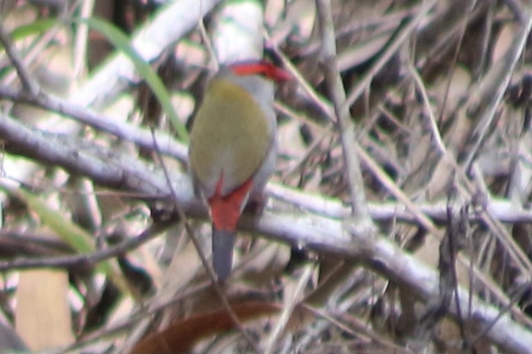 Red-browed Firetail - ML609848819