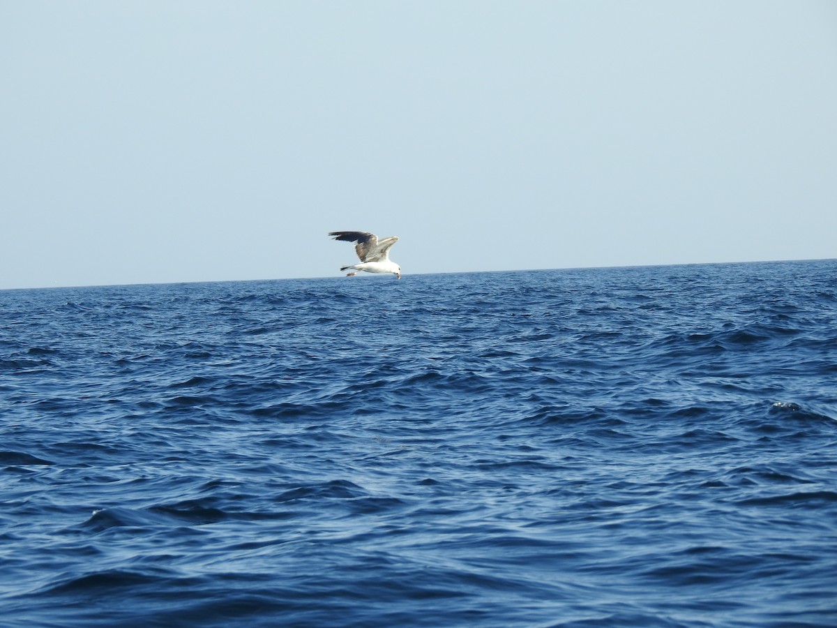 Yellow-legged/Lesser Black-backed Gull - ML609849269