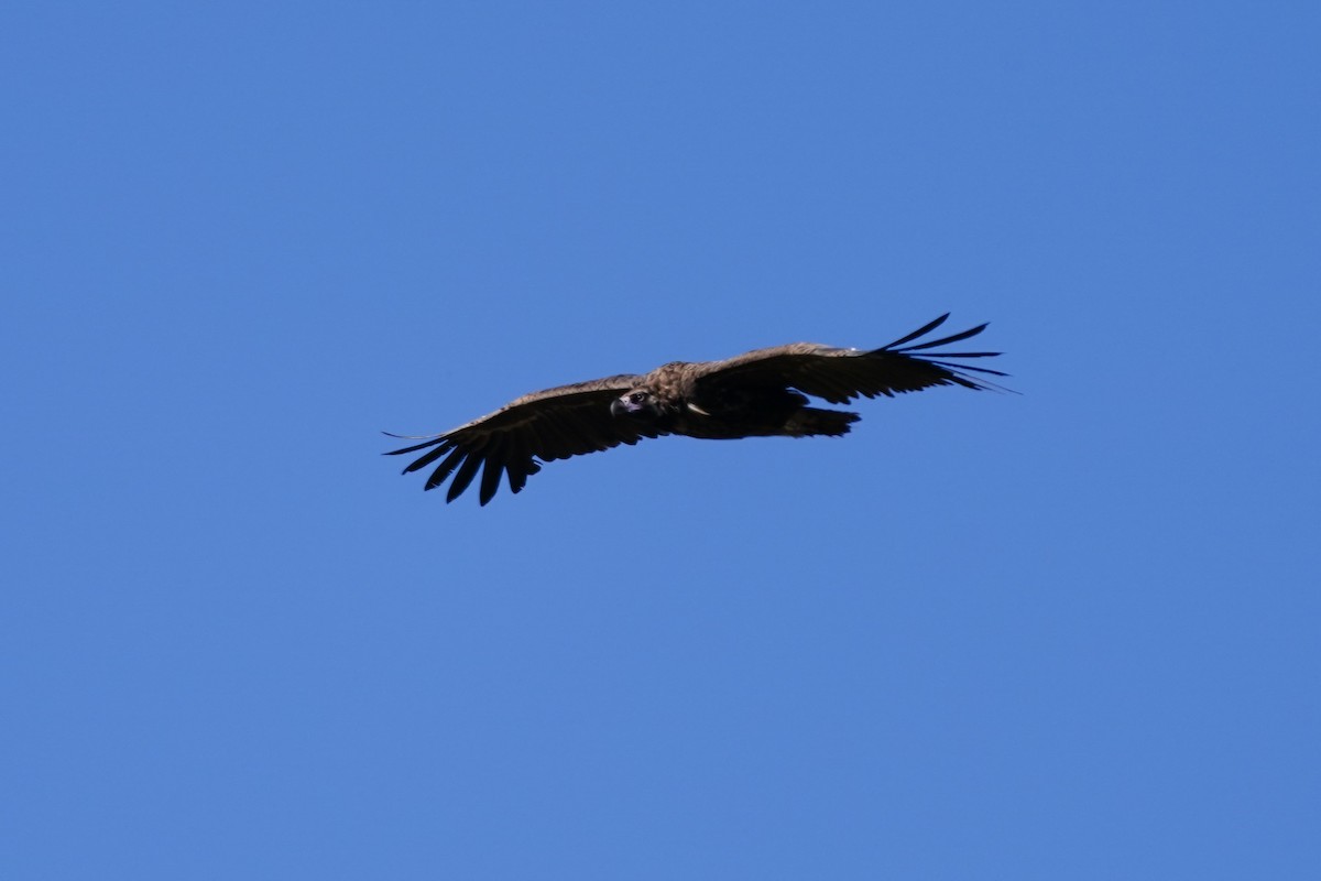 Cinereous Vulture - ML609849543
