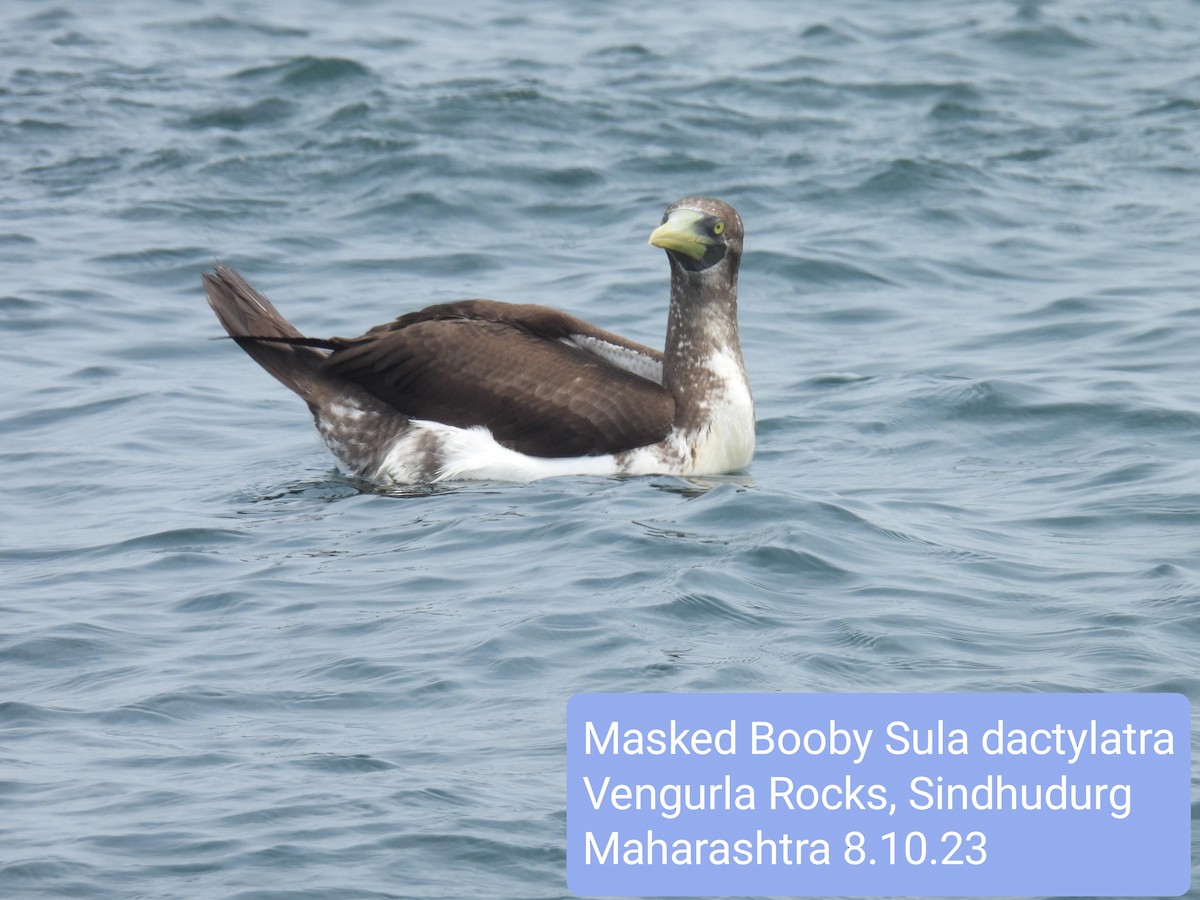 Masked Booby - ML609849710