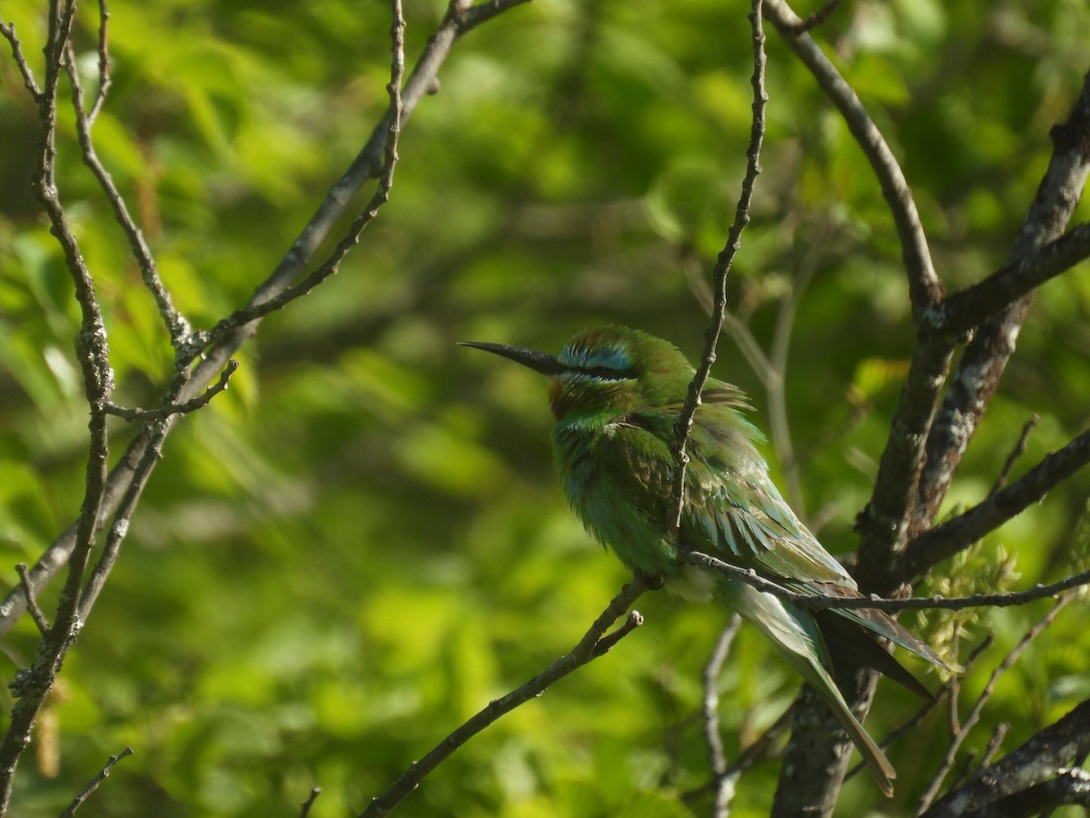 Blue-cheeked Bee-eater - Seppo Neuvonen