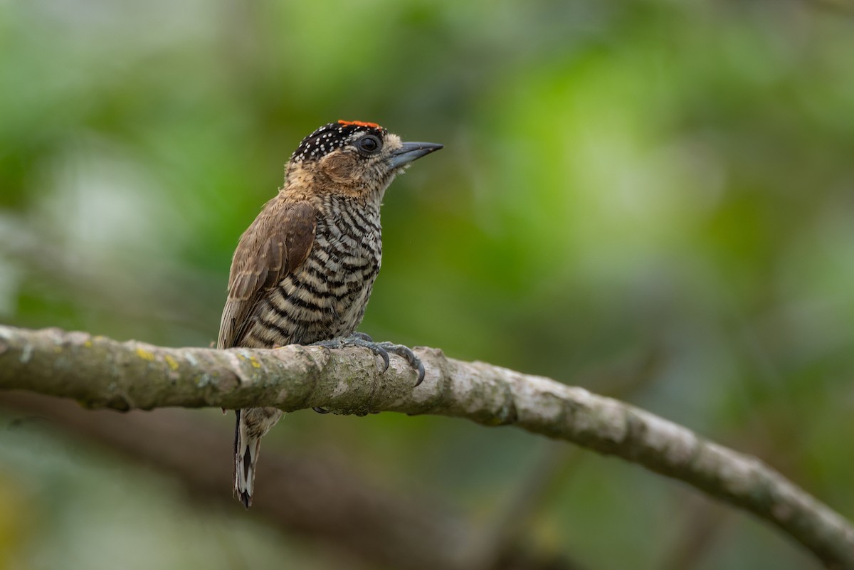 Ochre-collared Piculet - ML609850721