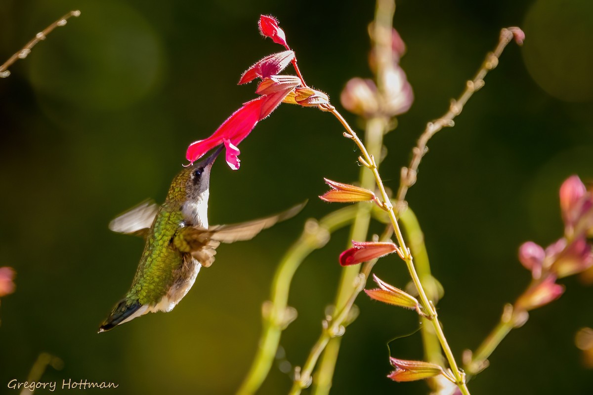 Ruby-throated Hummingbird - Greg Hottman