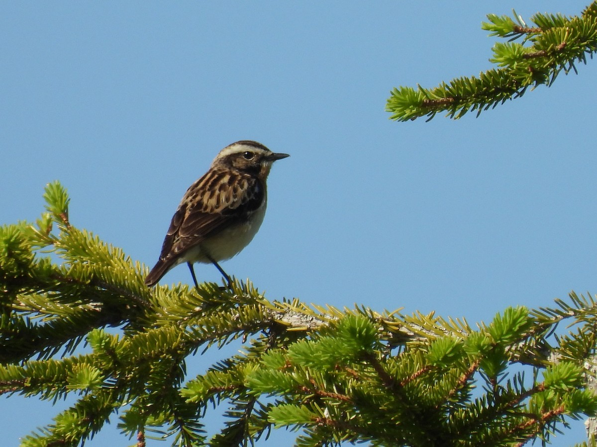 Whinchat - ML609851245