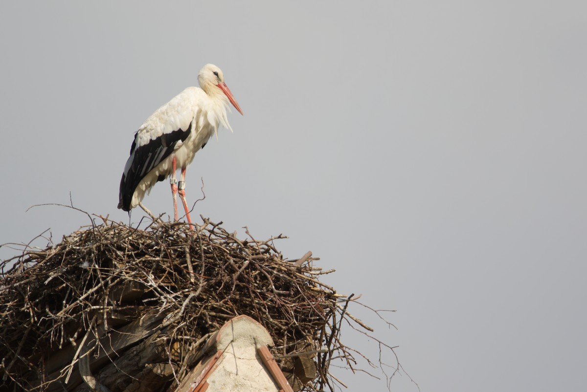 White Stork - ML609851307