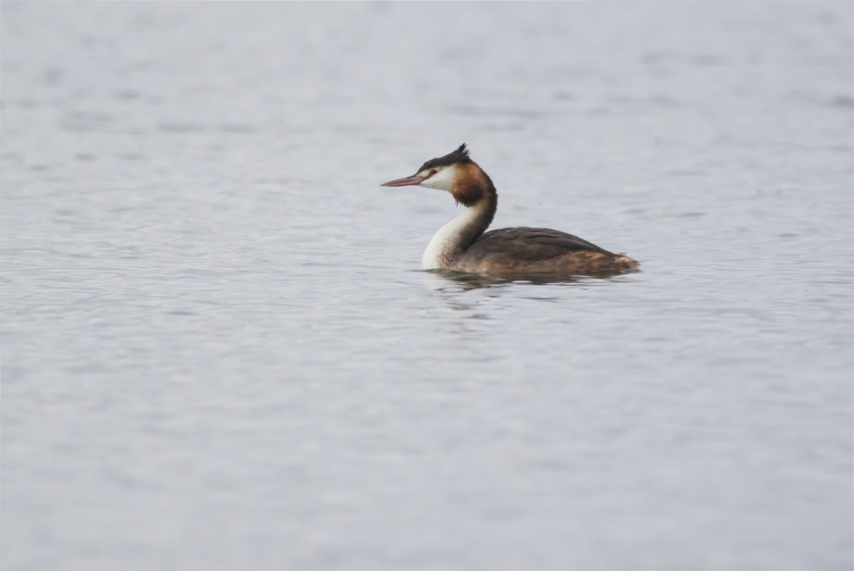 Great Crested Grebe - ML609851322