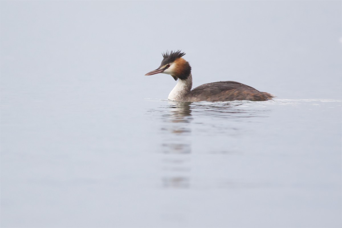 Great Crested Grebe - ML609851348