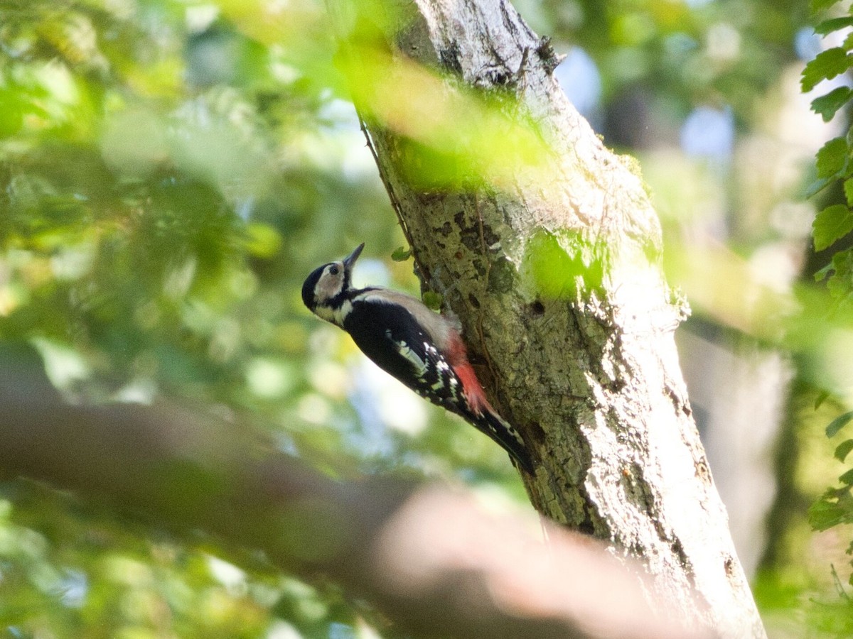 Great Spotted Woodpecker - ML609851448