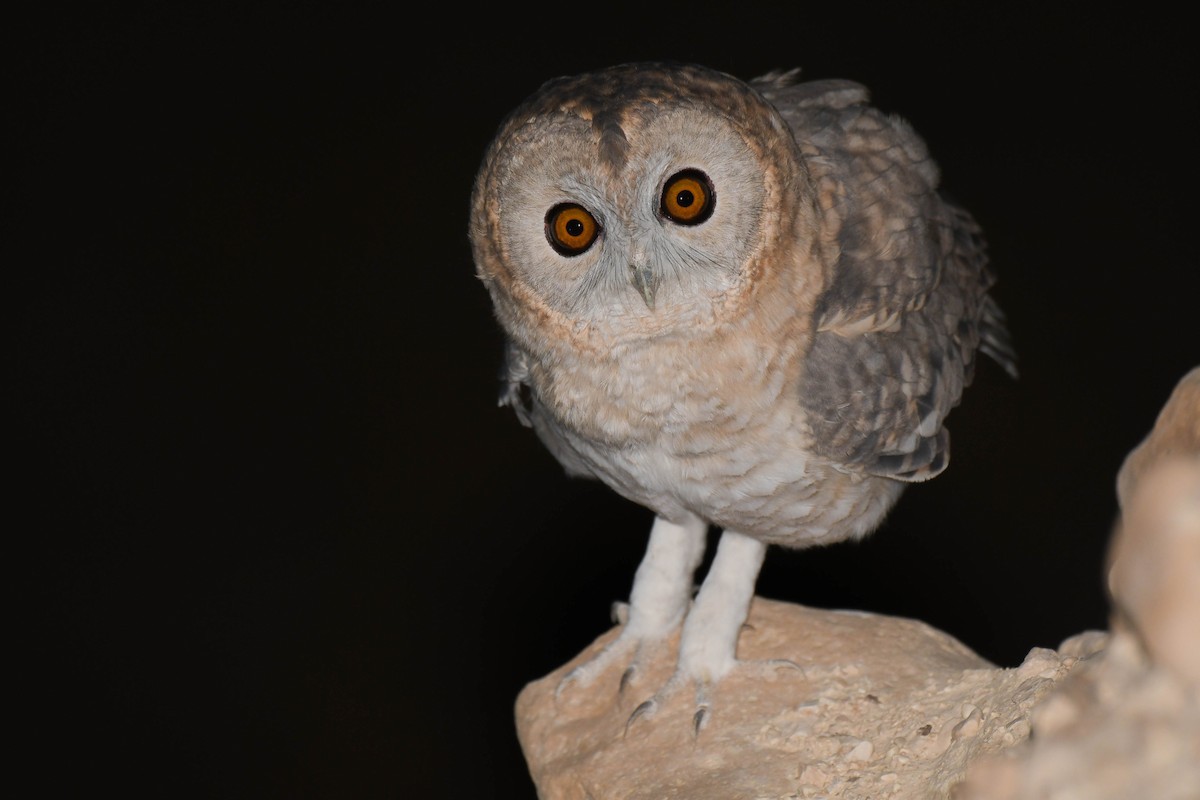 Desert Owl - ML609851567
