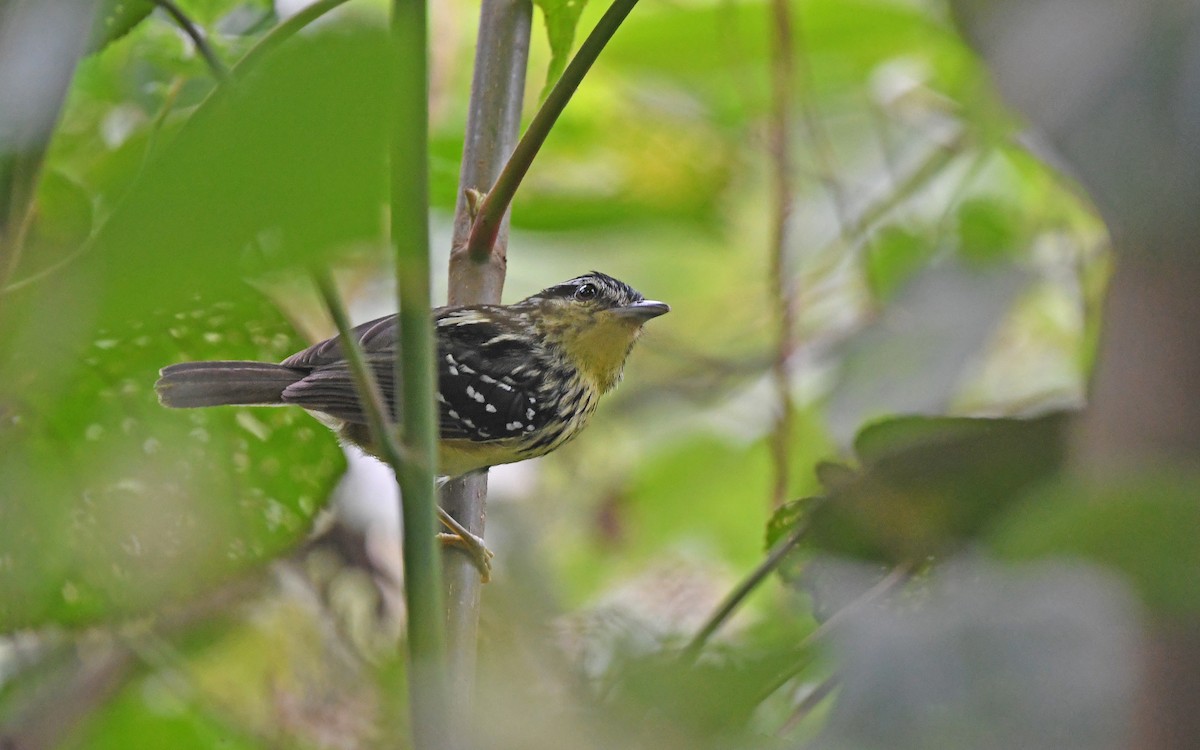 Yellow-breasted Warbling-Antbird - ML609851647