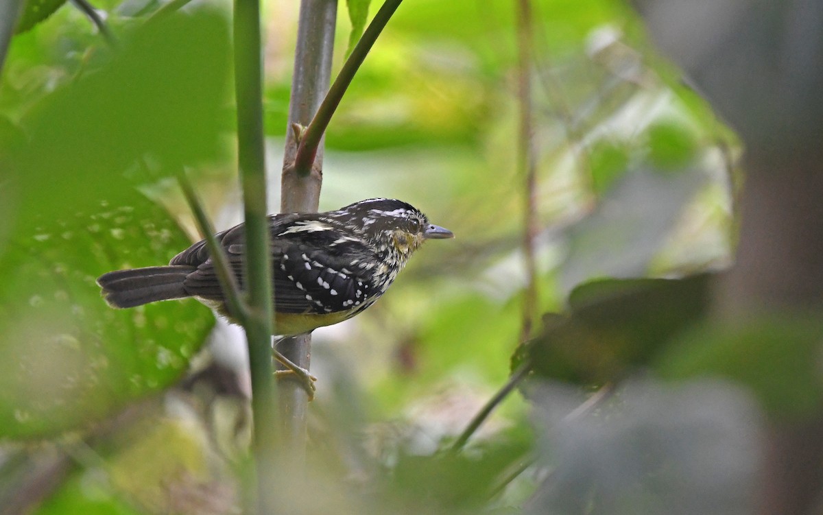 Yellow-breasted Warbling-Antbird - ML609851648