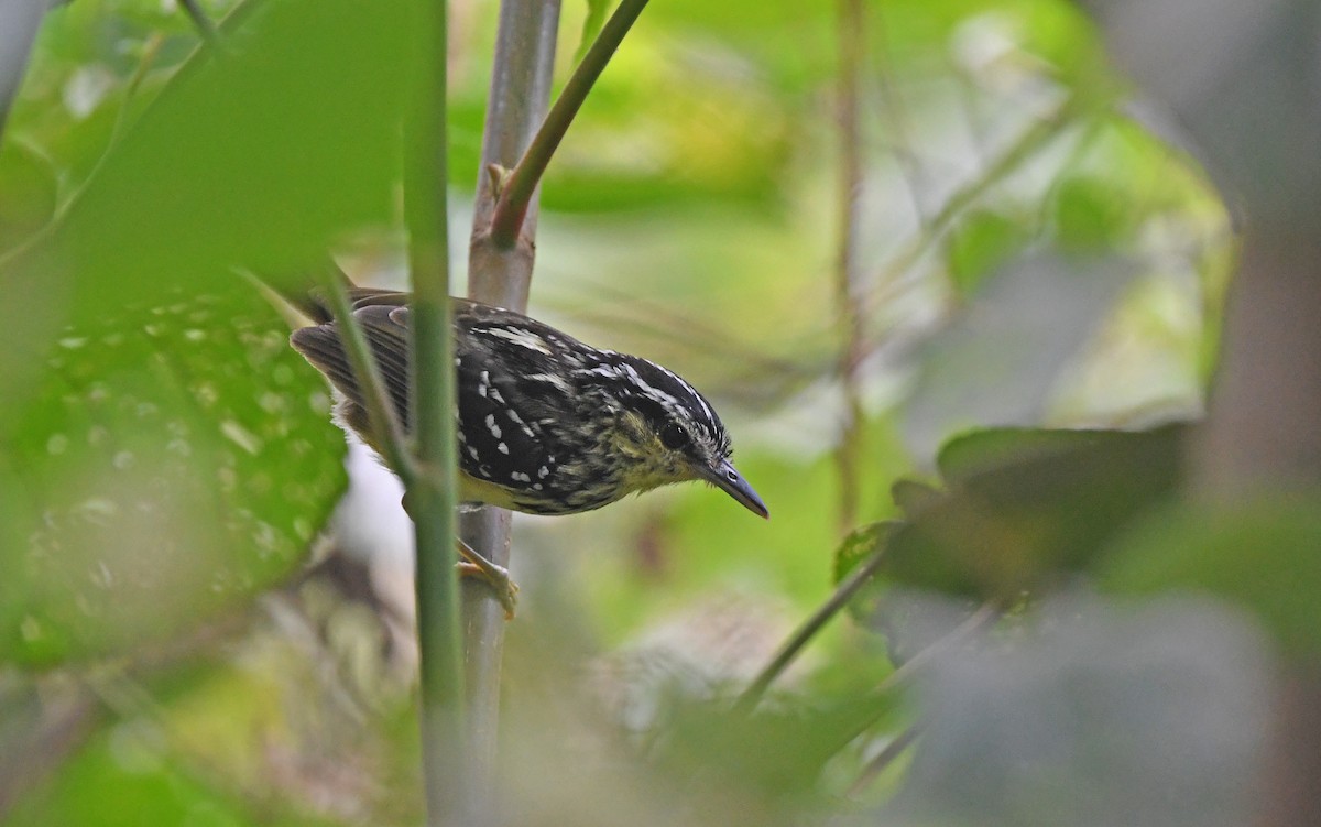 Yellow-breasted Warbling-Antbird - ML609851649