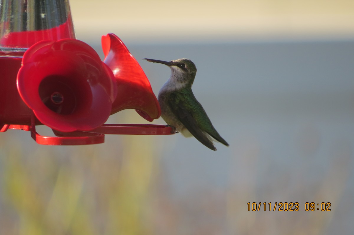Ruby-throated Hummingbird - ML609851675