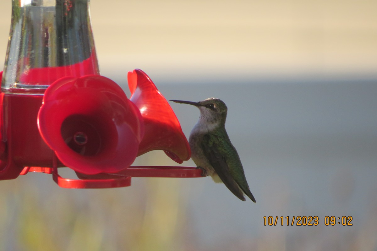 Ruby-throated Hummingbird - ML609851676