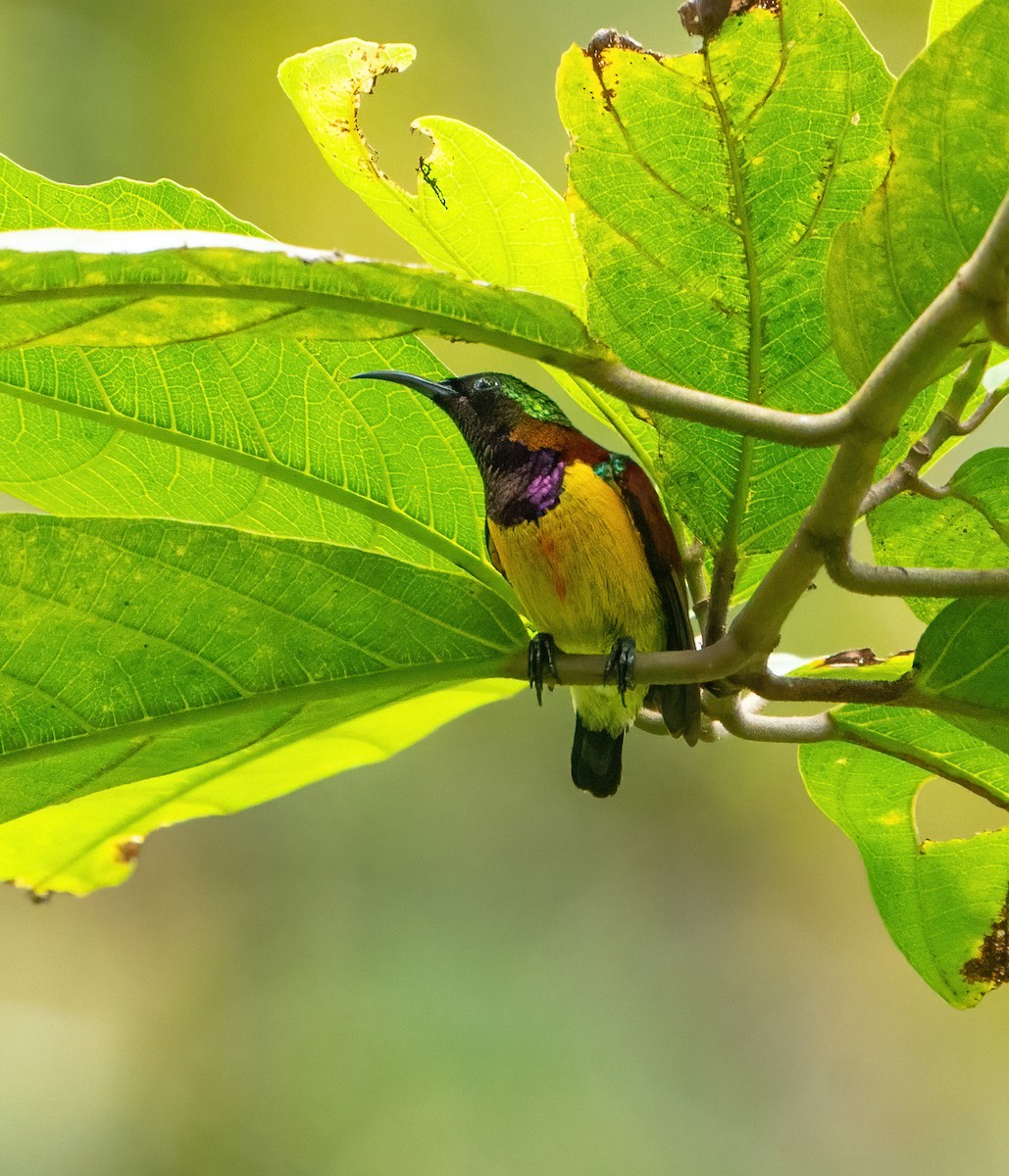Purple-throated Sunbird (Orange-lined) - ML609851714