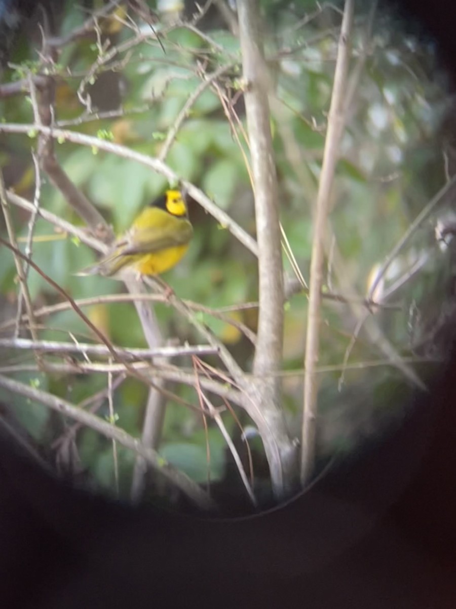 Hooded Warbler - Anonymous