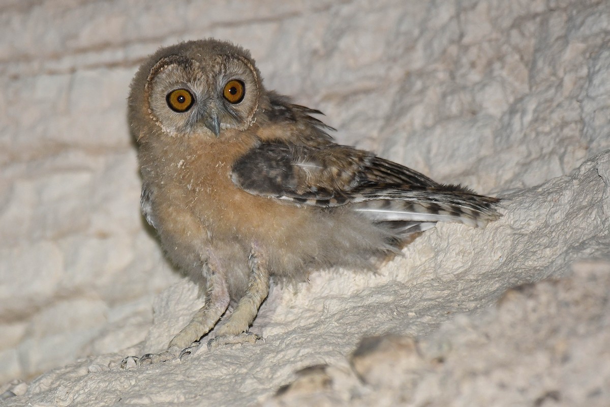 Desert Owl - ML609852045