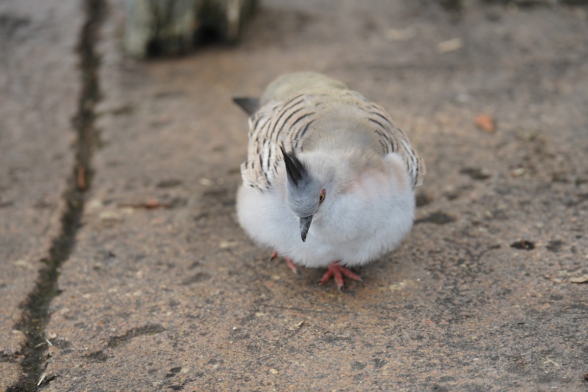 Crested Pigeon - ML609852261