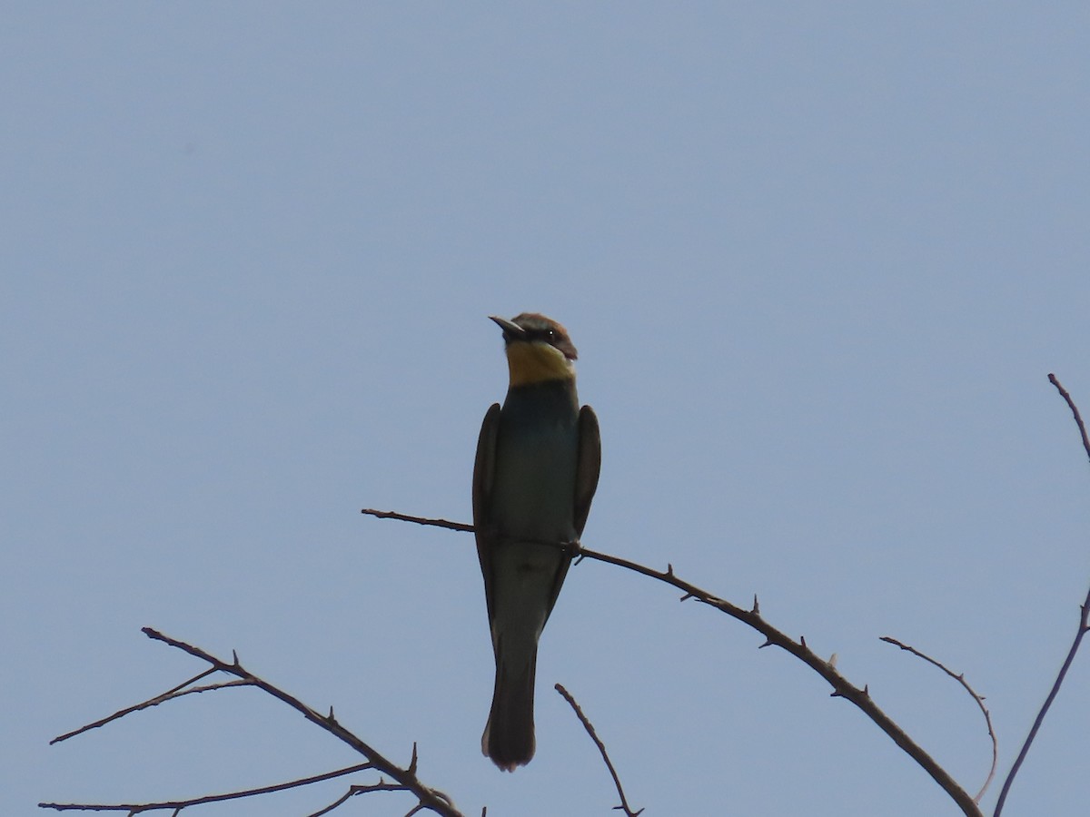 European Bee-eater - ML609853018