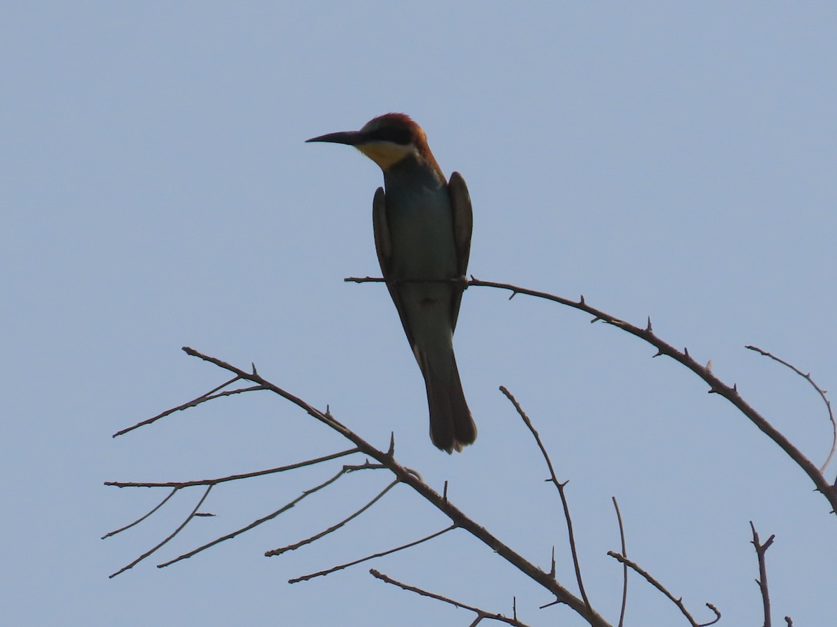 European Bee-eater - ML609853019