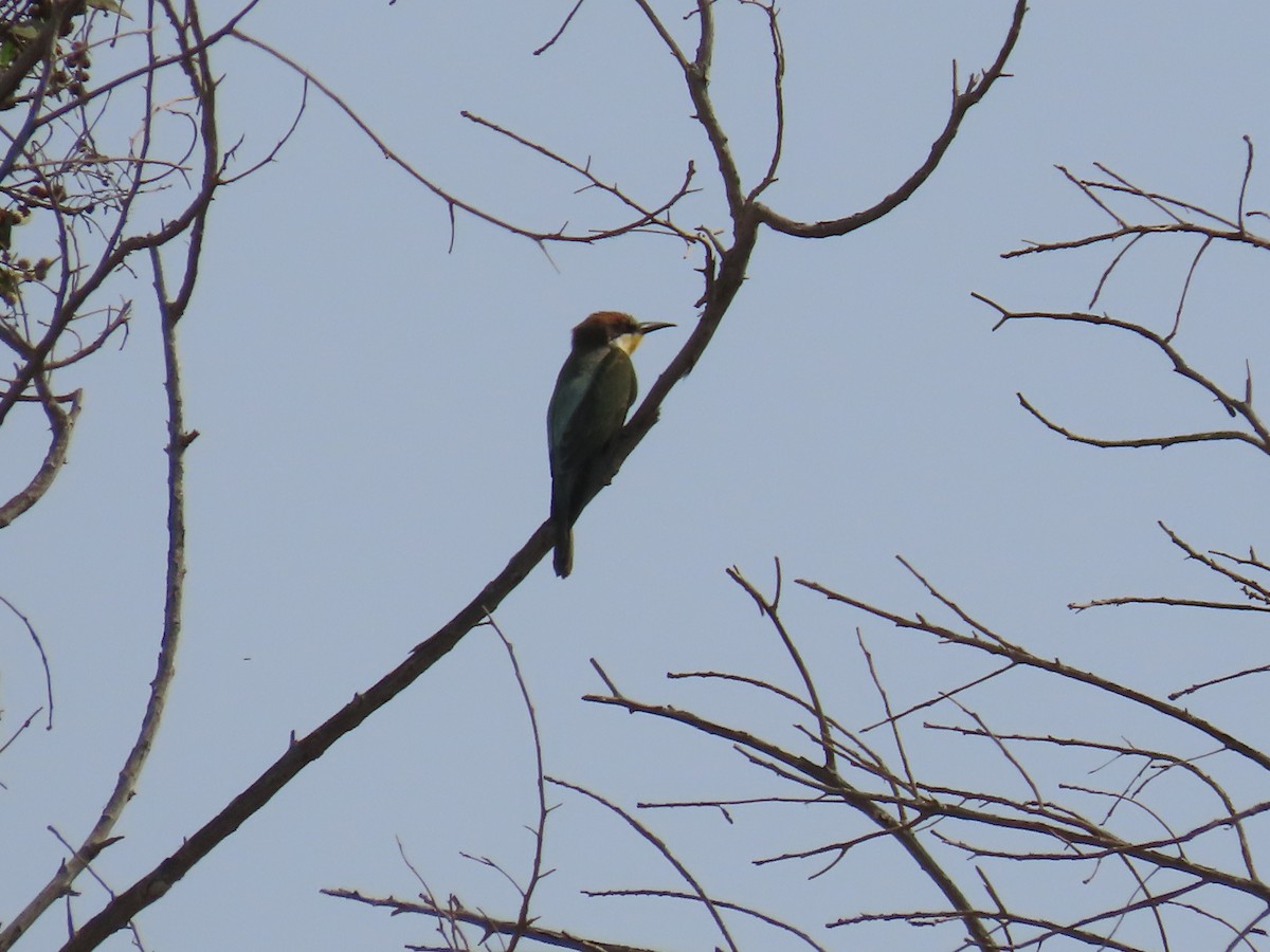 European Bee-eater - ML609853020