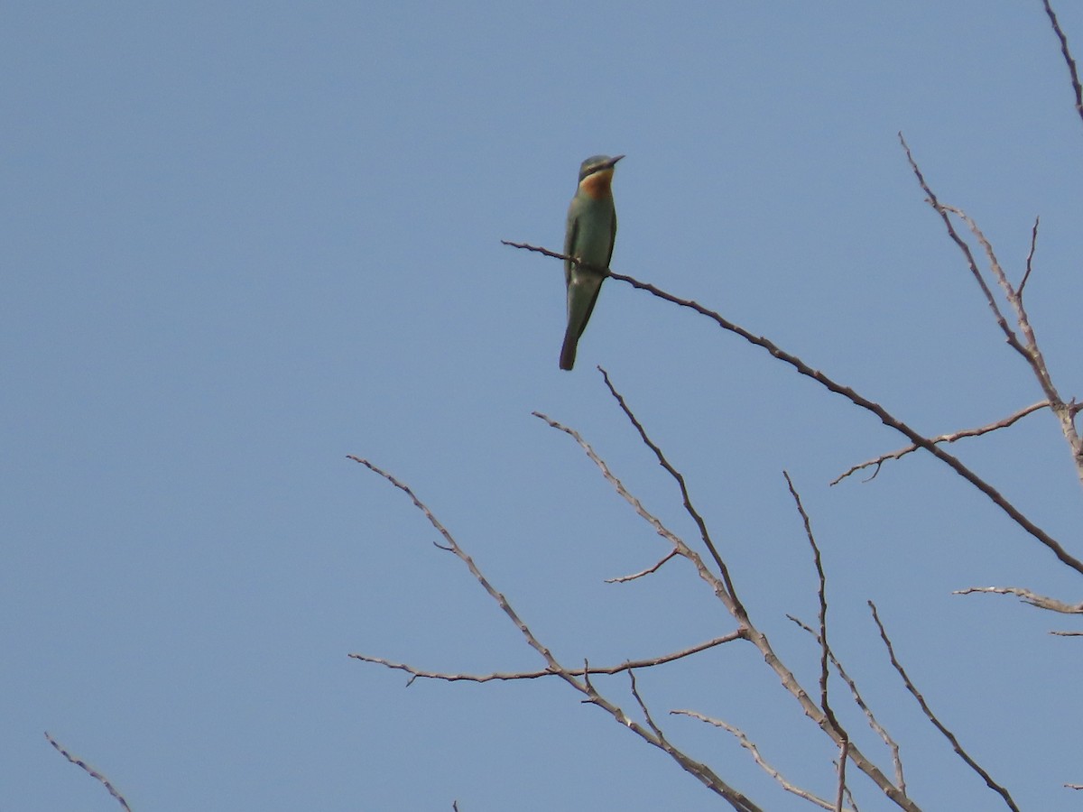 Blue-cheeked Bee-eater - Ute Langner