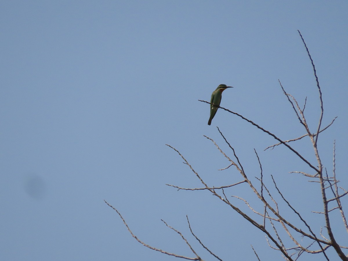Blue-cheeked Bee-eater - ML609853024
