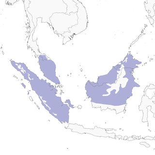 Distribution of the Black-eared Barbet - Range Map