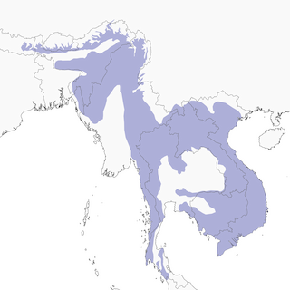 Distribution of the Blue-eared Barbet - Range Map