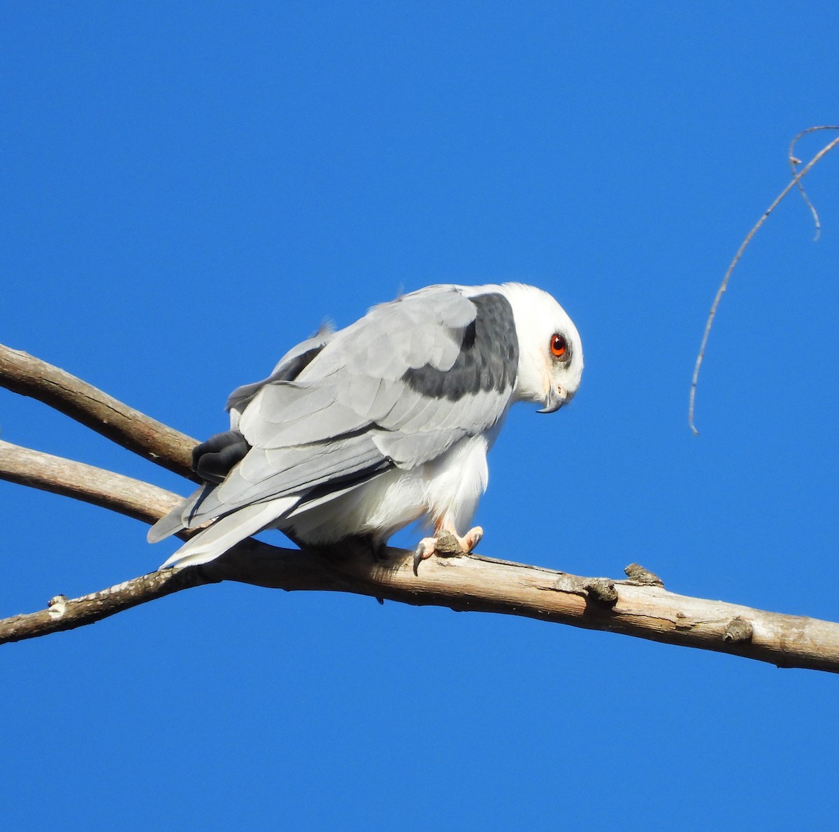 White-tailed Kite - ML609853608