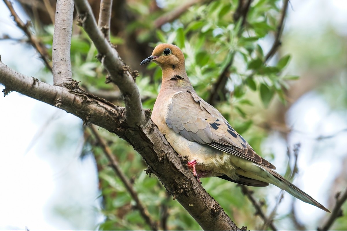 Mourning Dove - Calvin S