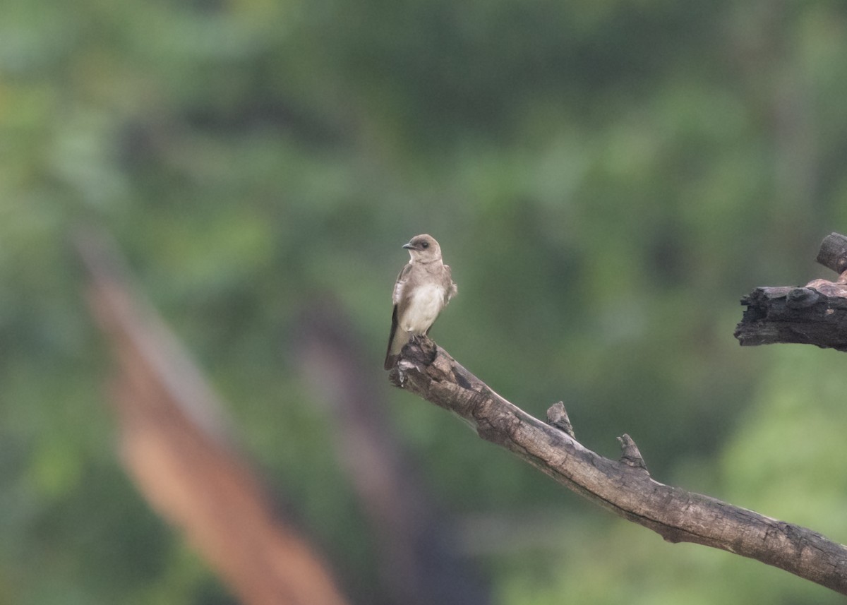 Brown-chested Martin (tapera) - Silvia Faustino Linhares