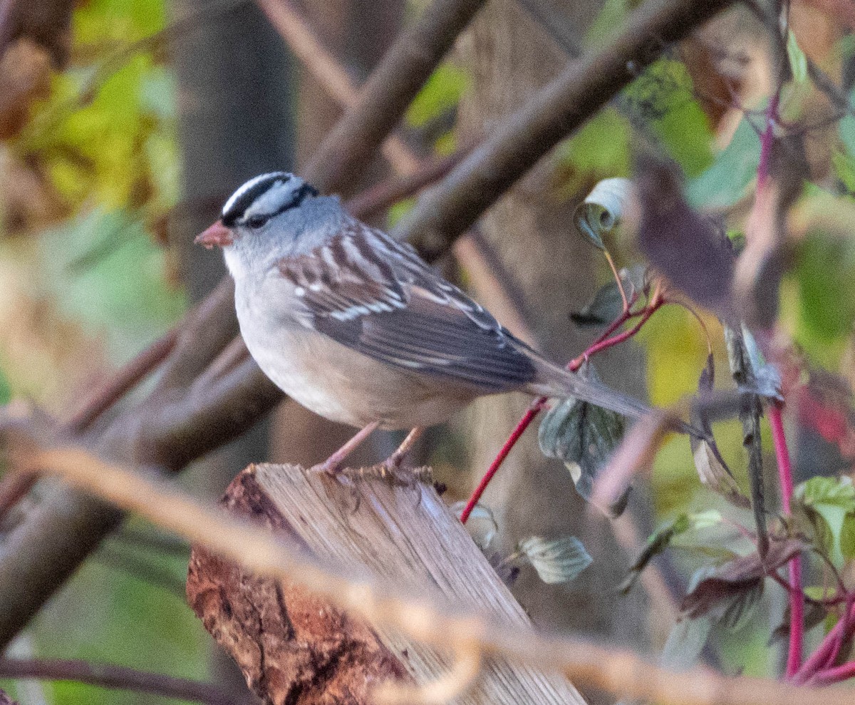 White-crowned Sparrow - ML609854310