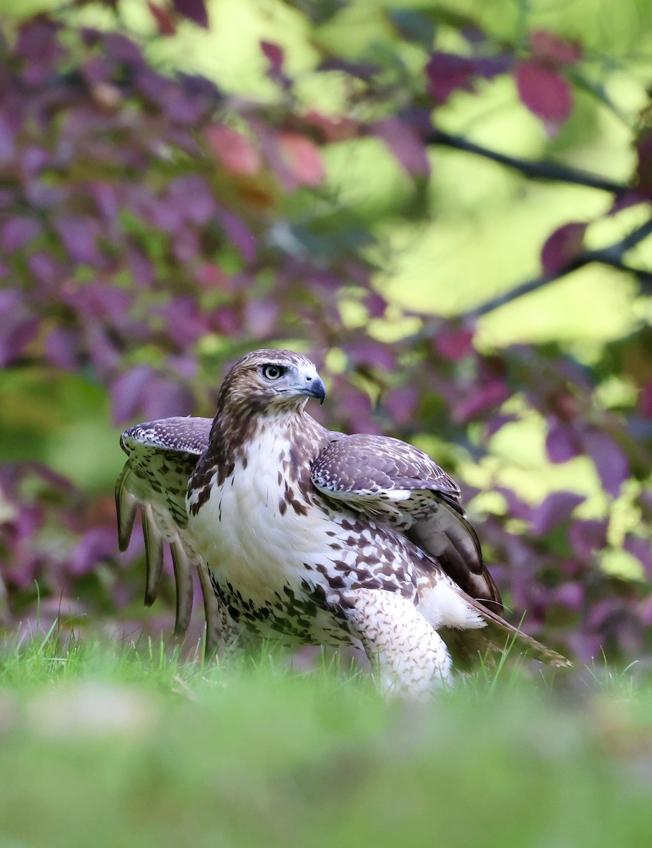 eBird Checklist 12 Oct 2023 Mt. Auburn Cemetery 29 species